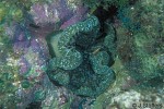 Enlarged Image of 'Cryptodendrum adhaesivum'