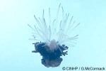 Enlarged Image of 'Actiniid species'