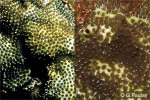 Enlarged Image of 'Stylocoeniella armata'