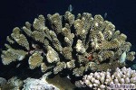 Enlarged Image of 'Pocillopora eydouxi'