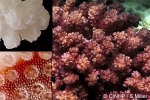 Enlarged Image of 'Pocillopora verrucosa'