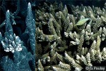 Enlarged Image of 'Acropora abrotanoides'