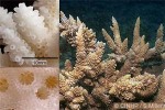 Enlarged Image of 'Acropora austera'