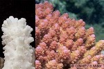 Enlarged Image of 'Acropora digitifera'