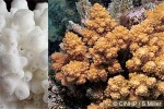Enlarged Image of 'Acropora elseyi'