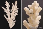 Enlarged Image of 'Acropora horrida QQ'