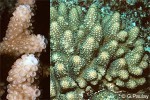 Enlarged Image of 'Acropora humilis'
