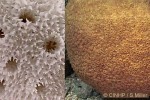 Enlarged Image of 'Astreopora myriophthalma'