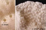 Enlarged Image of 'Montipora QQ GP'