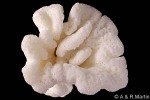 Enlarged Image of 'Montipora QQFlower'