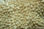 Enlarged Image of 'Montipora verrucosa'