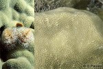 Enlarged Image of 'Porites australiensis'