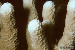 Enlarged Image of 'Porites irregularis'