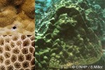 Enlarged Image of 'Porites lobata'