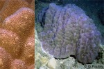 Enlarged Image of 'Porites lutea'