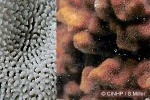 Enlarged Image of 'Porites rus'