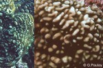 What Am I? Click to display answer!