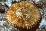 What Am I? Click to display answer!