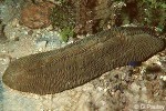 Enlarged Image of 'Herpolitha limax'