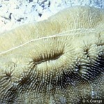 Enlarged Image of 'Sandalolitha robusta'