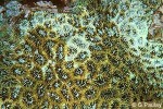 Enlarged Image of 'Acanthastrea hemprichii'