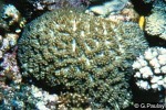 Enlarged Image of 'Acanthastrea ishigakiensis'