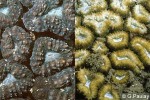 Enlarged Image of 'Lobophyllia corymbosa'