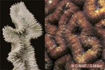 Enlarged Image of 'Lobophyllia hemprichii'