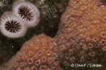 Enlarged Image of 'Cyphastrea serailia'