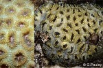 What Am I? Click to display answer!