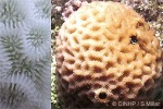Enlarged Image of 'Goniastrea pectinata'