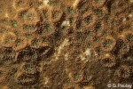 Enlarged Image of 'Leptastrea species 1 GP'