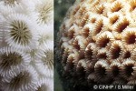 Enlarged Image of 'Montastrea curta'