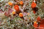 Enlarged Image of 'Balanophyllia sp.'