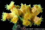 Enlarged Image of 'Dendrophyllia species'