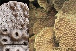 Enlarged Image of 'Turbinaria reniformis'