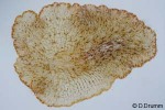 Enlarged Image of 'Paraplanocera oligoglena'