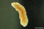 Enlarged Image of 'Polyclad species'