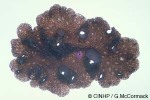 Enlarged Image of 'Pseudoceros QQCA663'