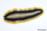 Enlarged Image of 'Pseudobiceros paralaticlavus'