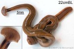 Enlarged Image of 'Bipalium kewense'