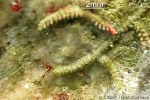 What Am I? Click to display answer!