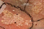What Am I? Click to display answer!
