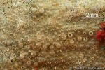Enlarged Image of 'Bryozoan-57 QQXQp'