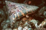 Enlarged Image of 'Trochus (Tectus) niloticus'