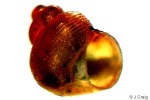 Enlarged Image of 'Georissa striata'