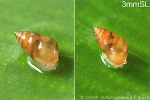 Enlarged Image of 'Assimineidae QQFB'