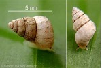 Enlarged Image of 'Omphalotropis variabilis'