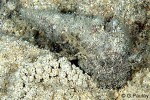 Enlarged Image of 'Cerithium nodulosum'