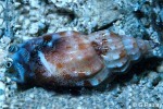 Enlarged Image of 'Strombus (Canarium) dentatus'